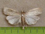 Calamotropha poss fuscivittalis
